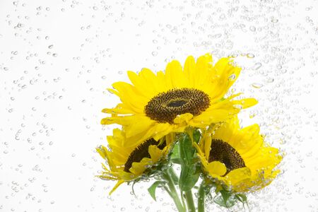 Sunflower underwaterの写真素材