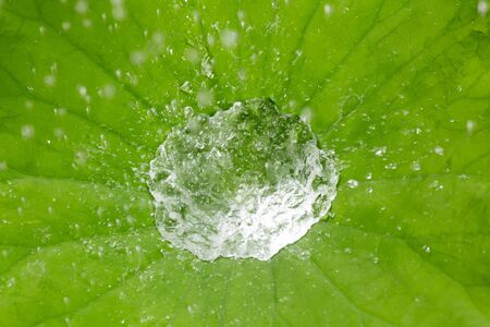 Raindrops on the leaves of the lotusの写真素材