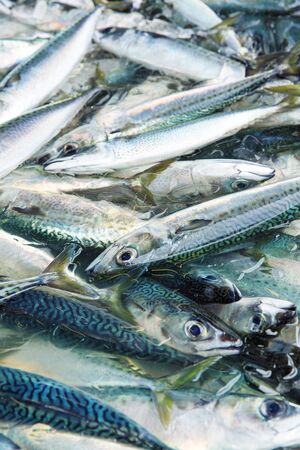 Mackerel landings has been fishing port