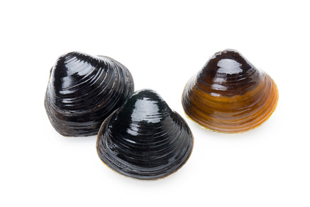Daiwa freshwater clam