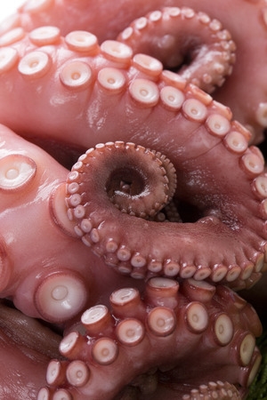Boiled Octopusの写真素材