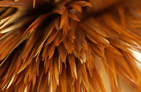 Feathers of birds to be used for the hair needleの写真素材