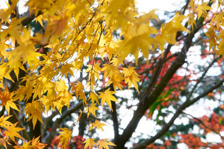 Yellow colored autumn leaves