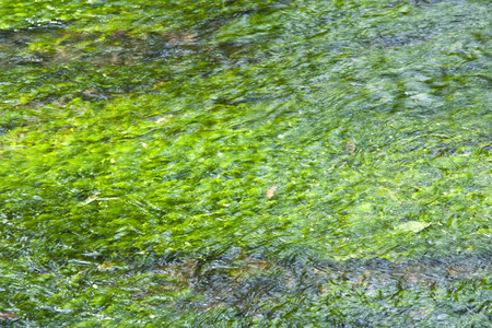 Princess River headwaters spring