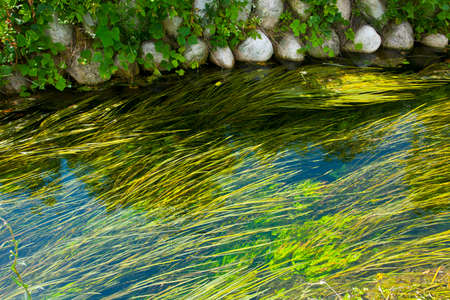 Azumino melting snow water and aquatic plants