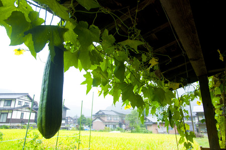 Ivy and loofahの写真素材