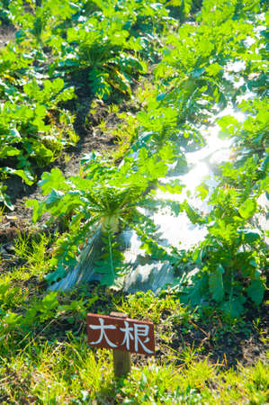 Pesticide-free Daikonbatakeの写真素材