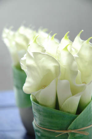 Colorの写真素材