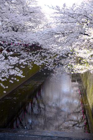 Cherry blossoms and the riverの写真素材