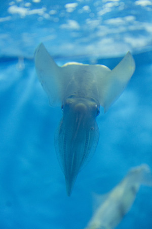 Oval squid sepioteuthis lessonianaの写真素材