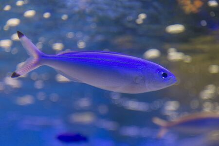 Double-lined fusilierの写真素材