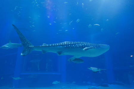 Aquarium whale sharkの写真素材
