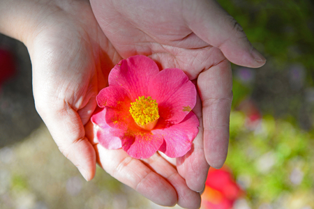 Camellia in the palmの写真素材