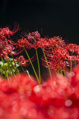 Amaryllisの写真素材