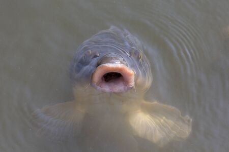 Carp of Fukui Castleの写真素材