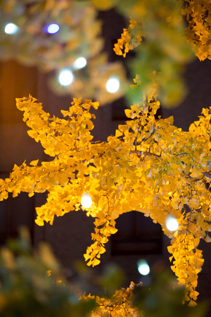 Ginkgo leaves and illuminationの写真素材