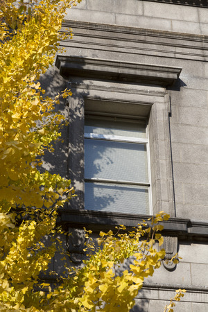 Ginkgo and windows of autumn leavesの写真素材