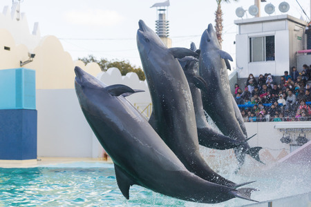 Suma aqualife Park Delphinariumのeditorial素材