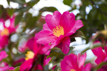 Camellia sasanqua flowerの写真素材