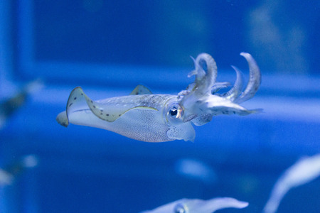 Squid eat the tasteの写真素材