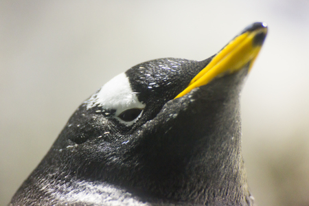 Gentoo Penguin face