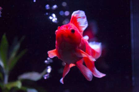 Broad tail goldfishの写真素材