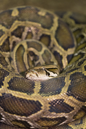 Pythons that coiling