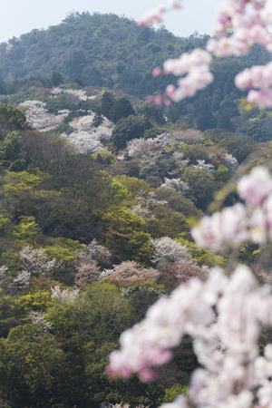 Arashiyama Sakuraの写真素材