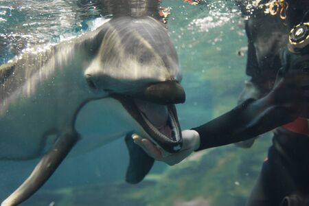 Pacific white-sided dolphins to open the mouth