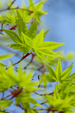 Aoi mapleの写真素材