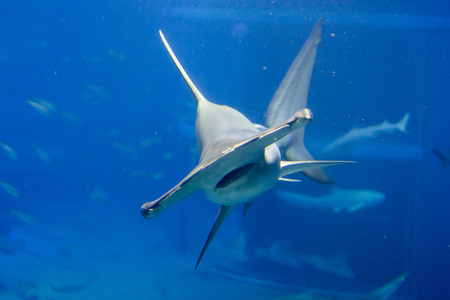 Red hammerheadの写真素材