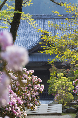 This Bow and rhododendron Mur-jiのeditorial素材