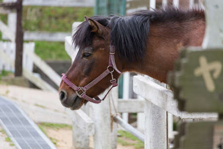 Ranch Kiso horseの写真素材