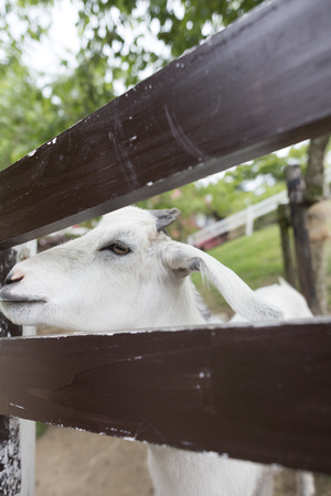 Goat ranchの写真素材