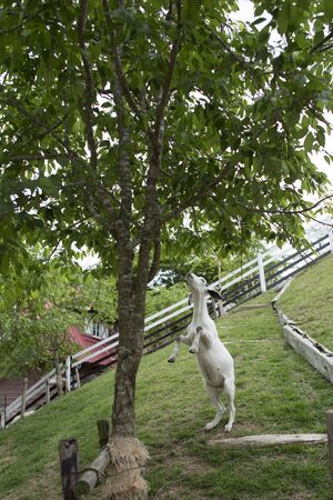 Goats that eat the leaves of the trees stood upの写真素材