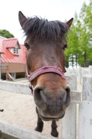 Ranch Kiso horseの写真素材