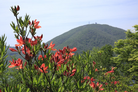 Azaleaの写真素材