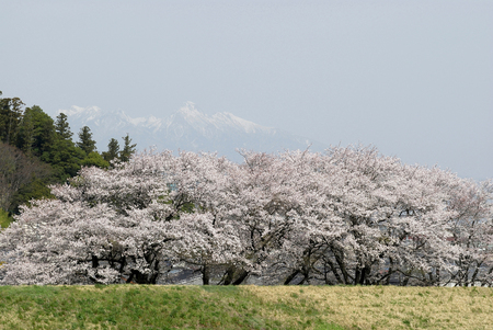 Cherryの写真素材