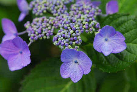 Hydrangeaの写真素材
