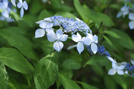 Hydrangea