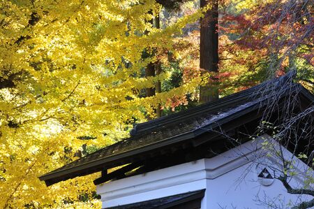 Ginkgo biloba