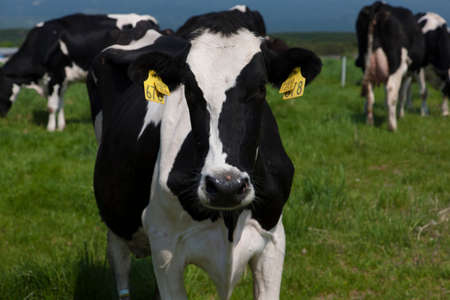 Arrayのeditorial素材