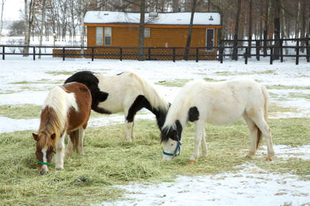 Arrayのeditorial素材