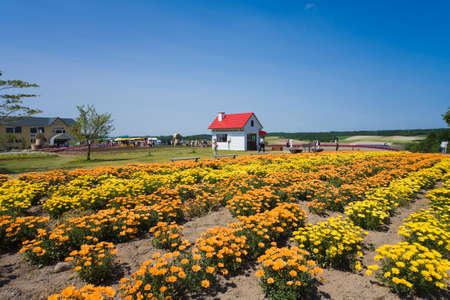 Arrayのeditorial素材