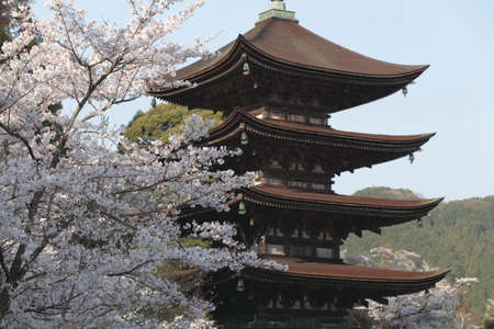 Arrayのeditorial素材