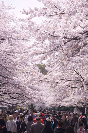 Arrayのeditorial素材