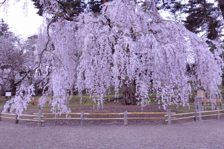 Arrayのeditorial素材