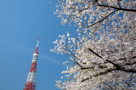 Arrayのeditorial素材