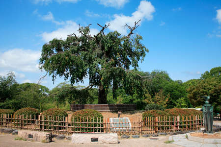 Arrayのeditorial素材