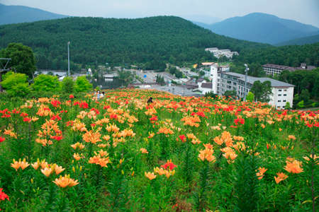 Arrayのeditorial素材